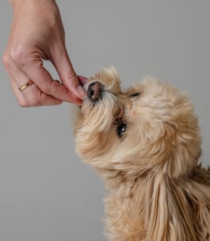 おやつを与える手と犬